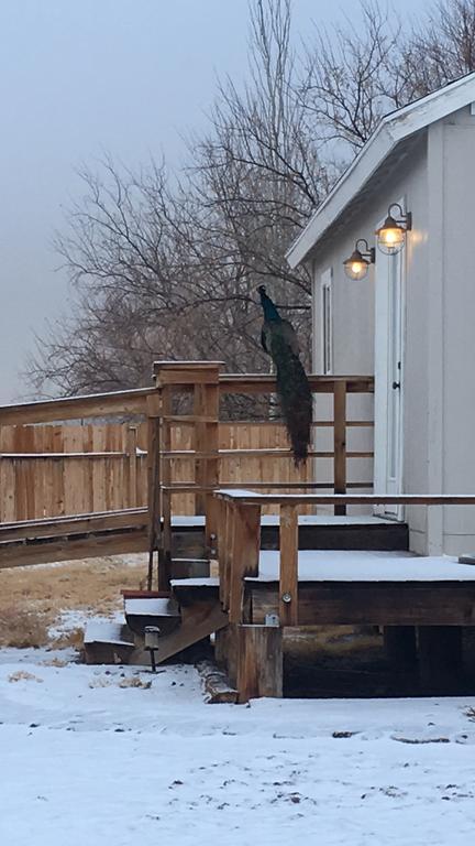 Shady Lady Bed And Breakfast Scottys Junction Екстер'єр фото